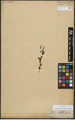 Foto von Salix alba subsp. vitellina (L.) Arcang.